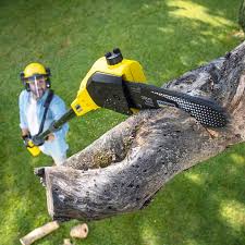 Trusted Woodlawn, OH  Tree Services Experts