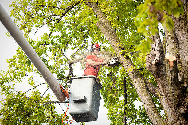 Why Choose Our Tree Removal Services in Woodlawn, OH?